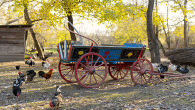 A Carriage Ride Adventure with WonderDays