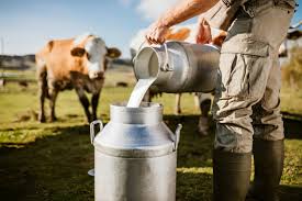 Buffalo Milk's Unique Edge in the Dairy World