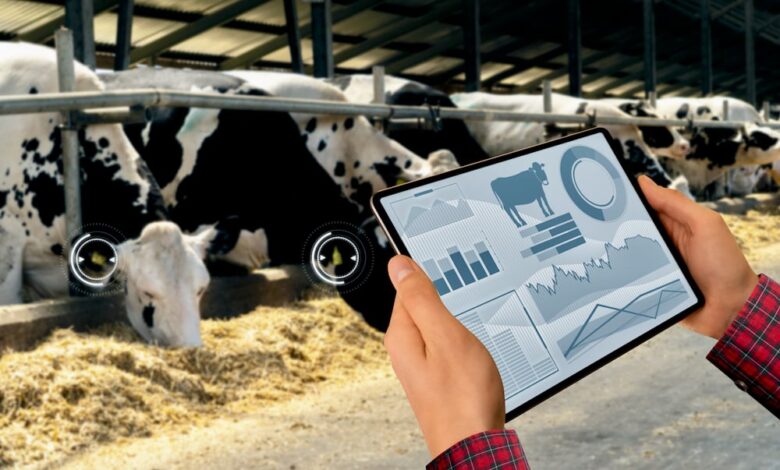 How RFID Cattle Tags Are Transforming Agriculture