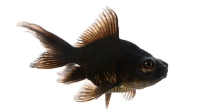 The Ultimate Guide to Black Moor Goldfish: Care, Feeding, and Breeding