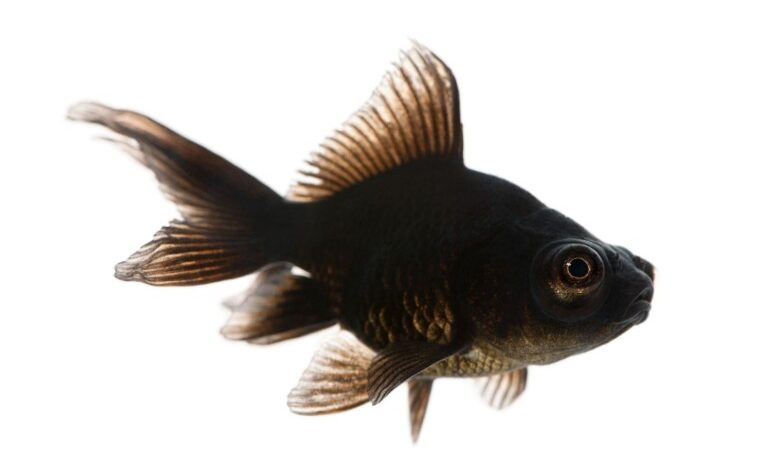 The Ultimate Guide to Black Moor Goldfish: Care, Feeding, and Breeding