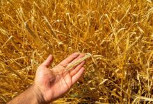 Turn Wheat Straw into Gold for Your Garden