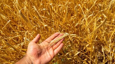 Turn Wheat Straw into Gold for Your Garden