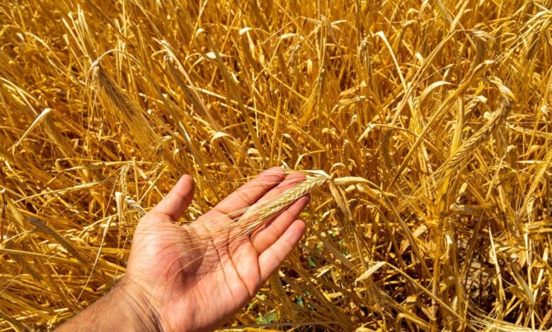 Turn Wheat Straw into Gold for Your Garden