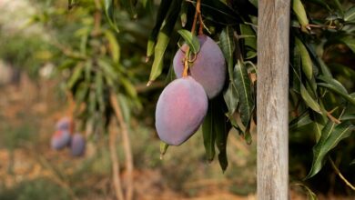 Fig Trees Flourish with Careful Attention to Avoid Common Mistakes