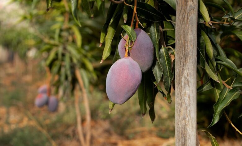 Fig Trees Flourish with Careful Attention to Avoid Common Mistakes