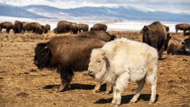 The Mystical Presence of the White Buffalo Calf in Yellowstone