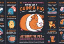 10 Compelling Reasons Not to Get a Guinea Pig (And What to Consider Instead)