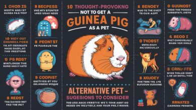 10 Compelling Reasons Not to Get a Guinea Pig (And What to Consider Instead)