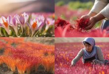 The Golden Treasure: Exploring Saffron the World's Most Precious Spice